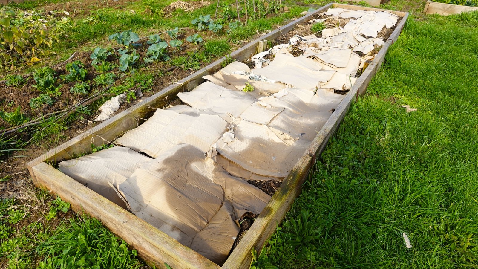 A wooden raised bed covered with a layer of cardboard among a green lawn.