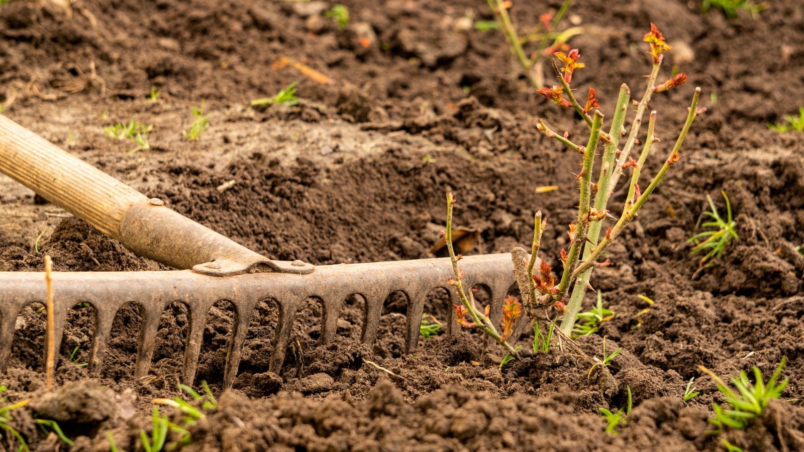 Close-up of a large garden rake raking soil under a rose bush with new shoots.