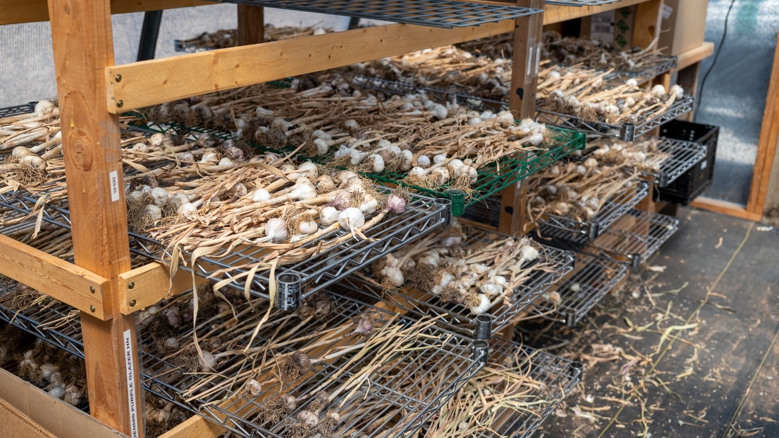 Garlic bulbs arranged neatly on wooden storage racks, ready for curing and preserving.