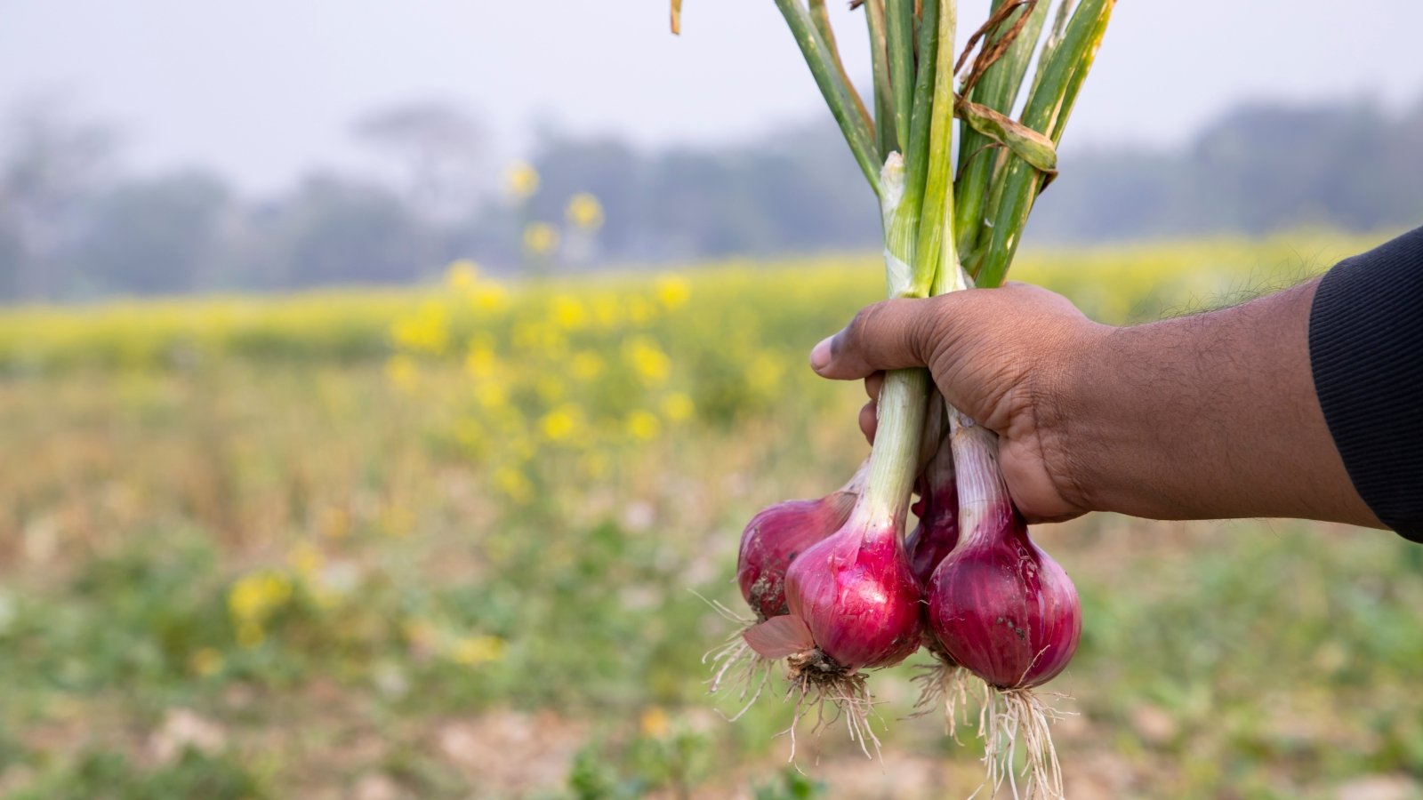 A farmer’s hands holding freshly harvested red bulbs with long, green stems, the earthy background highlighting their vibrant color.