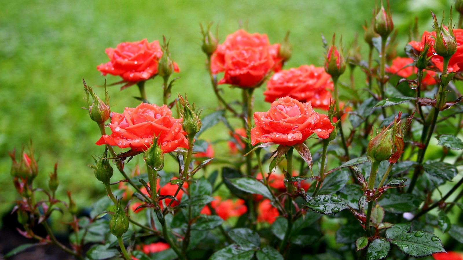 A vibrant cluster of blooming red flowers with lush green leaves, set against a natural outdoor backdrop, showcasing their rich, velvety petals in full bloom.