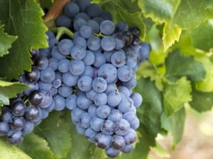 A close-up of clusters of ripe blue grapes on a branch, showcasing plump, juicy fruit with a deep hue, surrounded by vibrant green grape leaves.