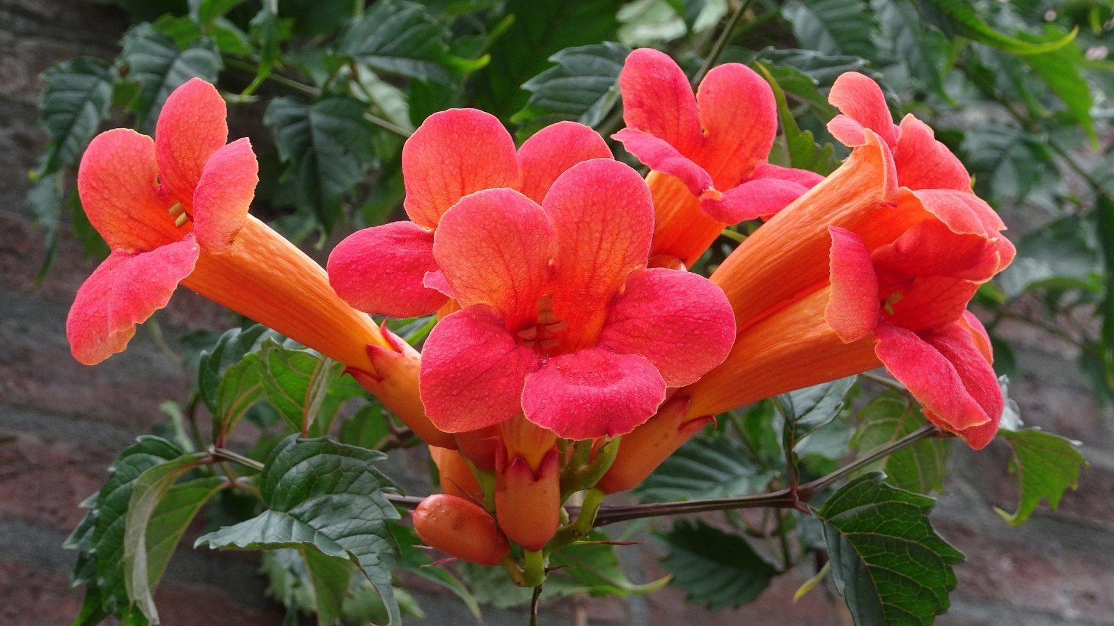 A close-up of trumpet creeper flowers reveals soft red hues, delicately painted by nature's brush. Glossy green leaves form a lush backdrop, accentuating the vibrant blooms' elegance. Each petal, a masterpiece of intricate design, whispers tales of summer's warmth.