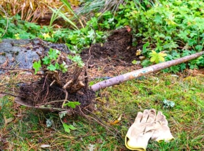 Close-up of a shovel with a dug up part of an invasive plant in a garden. On the grass lie two creamy-white mittens with a green rim. The plant has lush green lobed foliage.