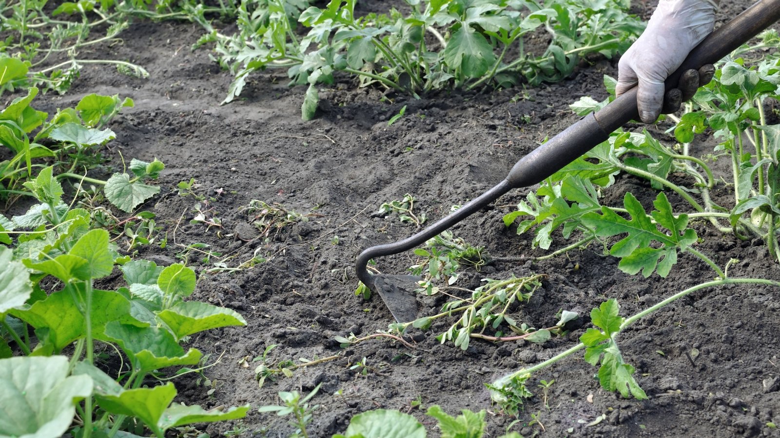 A gardener pulling weeds with a hoe in a Citrullus lanatus plantation.