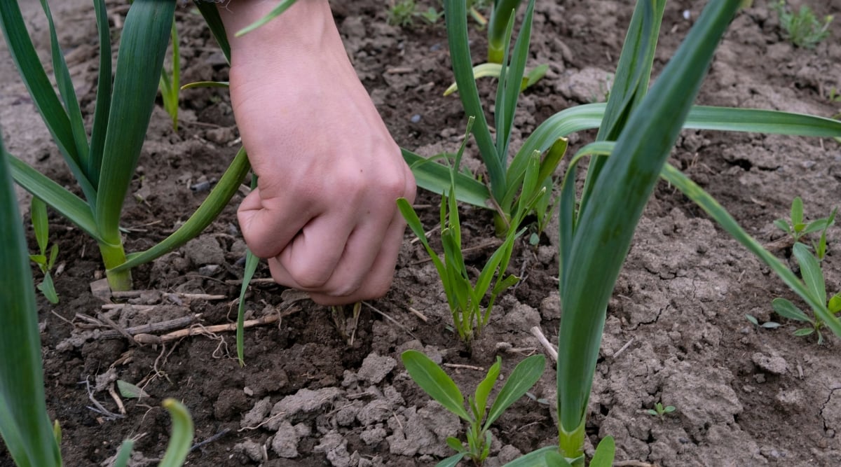 A diligent gardener diligently removes invasive weeds from the garlic bed, their long, unruly roots clinging stubbornly to the earth. Amidst the meticulous weeding, the young garlic leaves unfurl gracefully, their vibrant green hues contrasting with the intruding weeds.