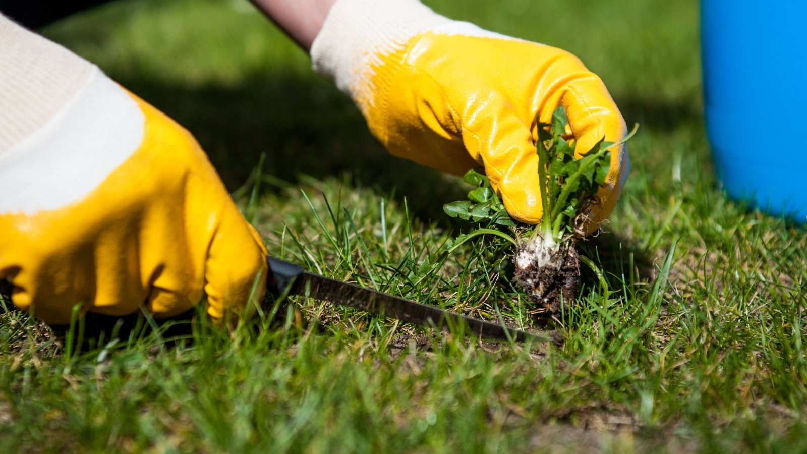 A man using a weed removal tool to cut weeds from a lush green lawn, his focus on the task at hand, surrounded by well-manicured grass.