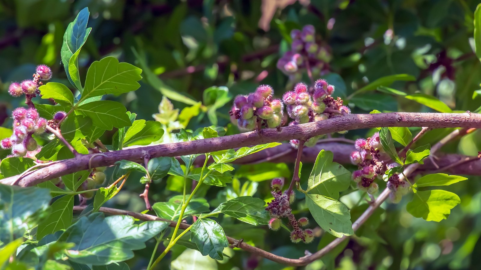 Rhus aromatica showcases clusters of small, purple-green berries on woody stems, complemented by glossy green foliage.