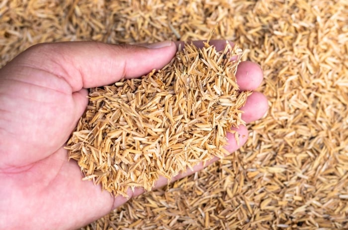 In the gardener's hand, rice hulls appear as a handful of light, straw-colored flakes with a rough, chaffy texture, ready to be scattered across the garden soil.