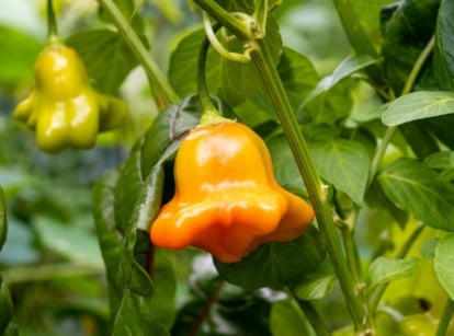 A close-up of a ripe Aji Dulce pepper, vibrant orange and slightly wrinkled, hanging from a green branch adorned with lush, deep green leaves.