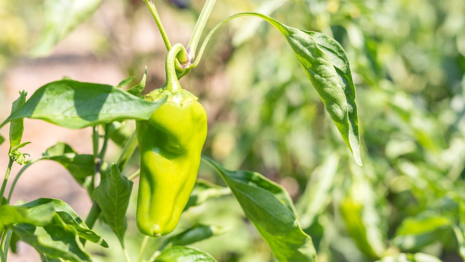 A ripe Capsicum annuum  fruit, surrounded by green leaves, basking in the sun.