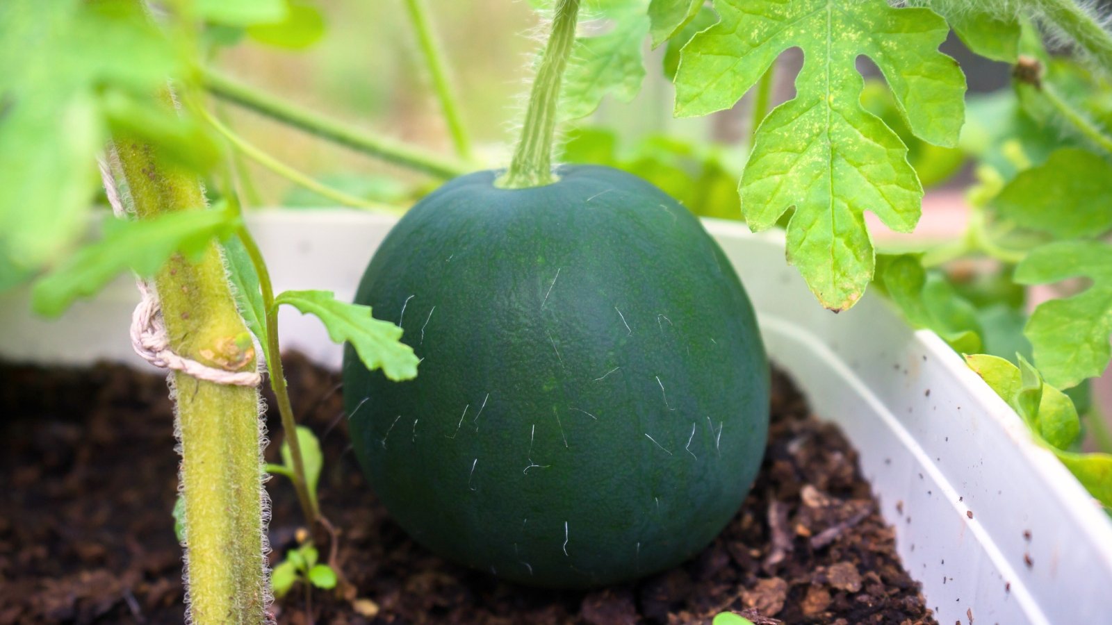 A Citrullus lanatus growing in a greenhouse, surrounded by lush green foliage.