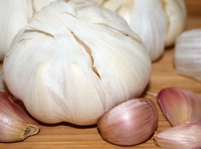 Close-up of Romanian Red Hardneck Garlic heads which are large and rounded with plump cloves covered in white papery layers tinged with a reddish hue.