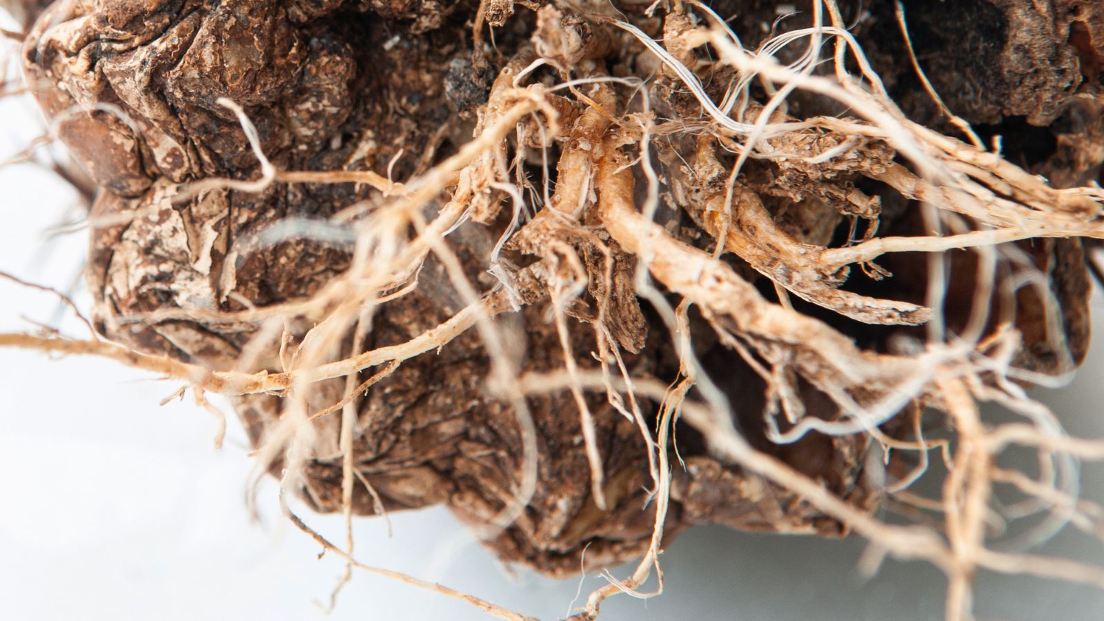 Root rot caused by a disease, appearing white and dry