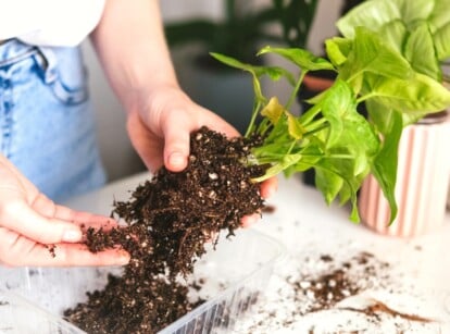 A plant owner holds a houseplant that's been removed from its pot in order to examine the roots.