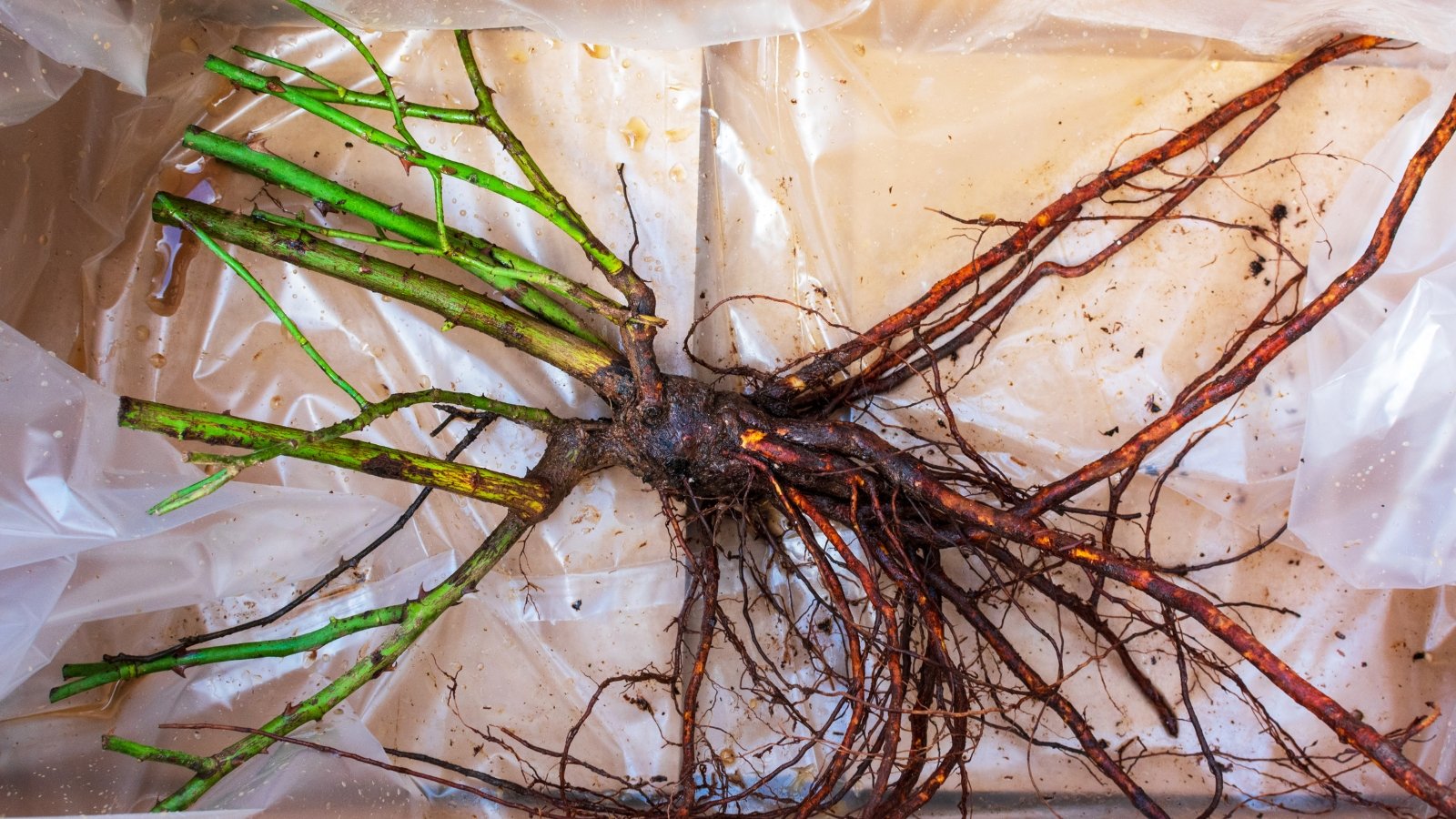 An intricate network of exposed roots from a mature plant, carefully cleaned and displayed on a light surface.