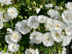 A bush of rosas, with beautiful white flowers, with yellow centers, surrounded by green leaves.