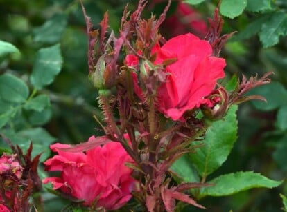 rose rosette disease symptoms on a red-blooming plant