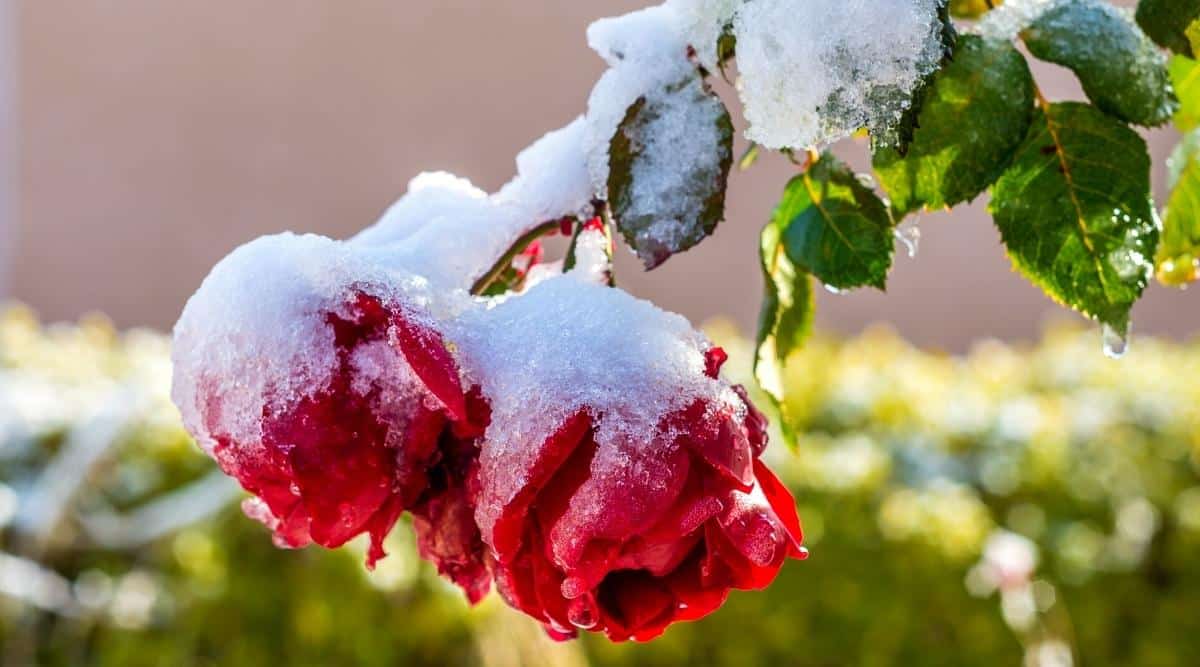 rose winter care tips