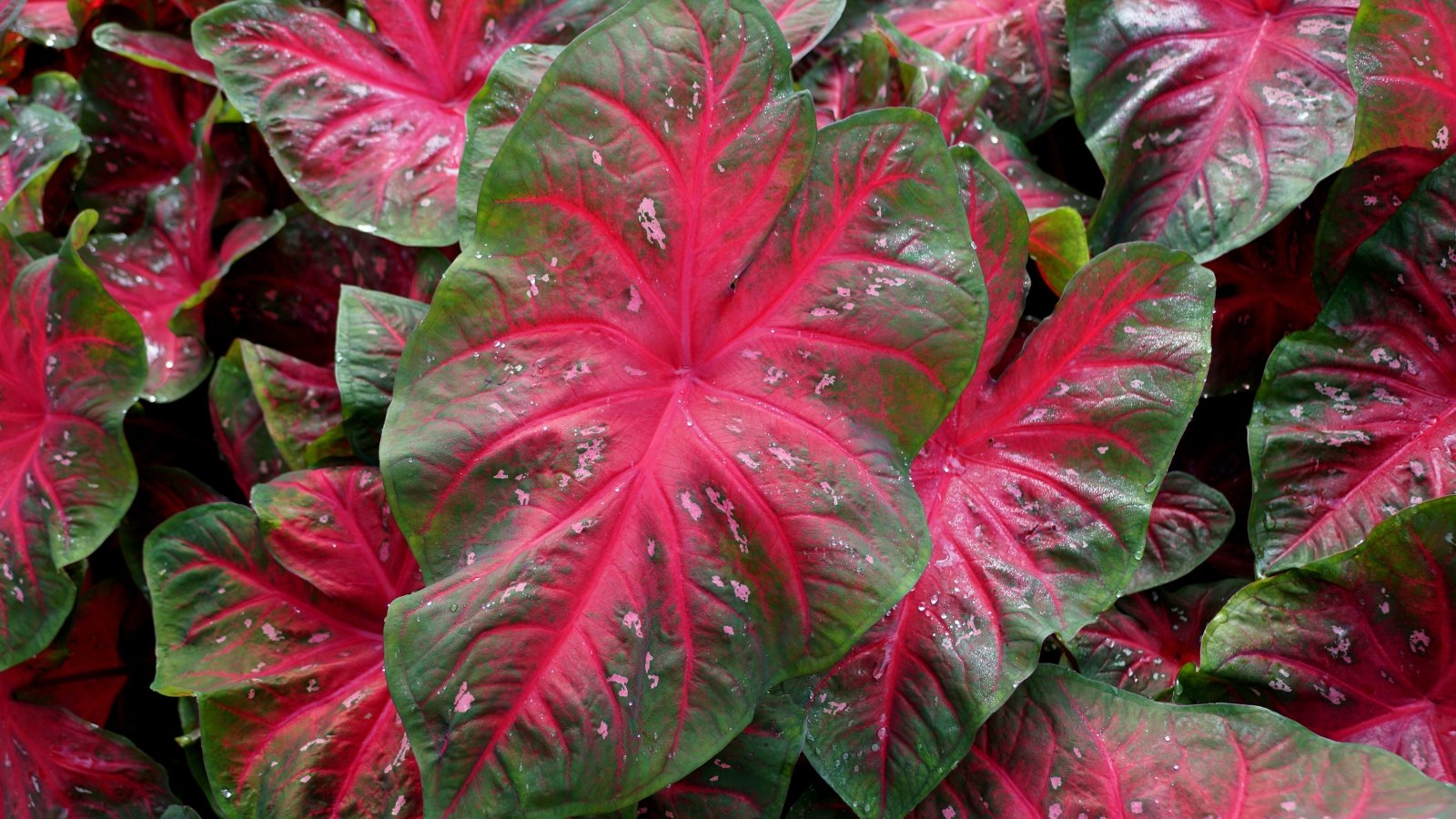 A vivid display of leaves in vibrant colors of green and red, nestled amidst a variety of lush, deep green plants, with dew droplets highlighting the textures.