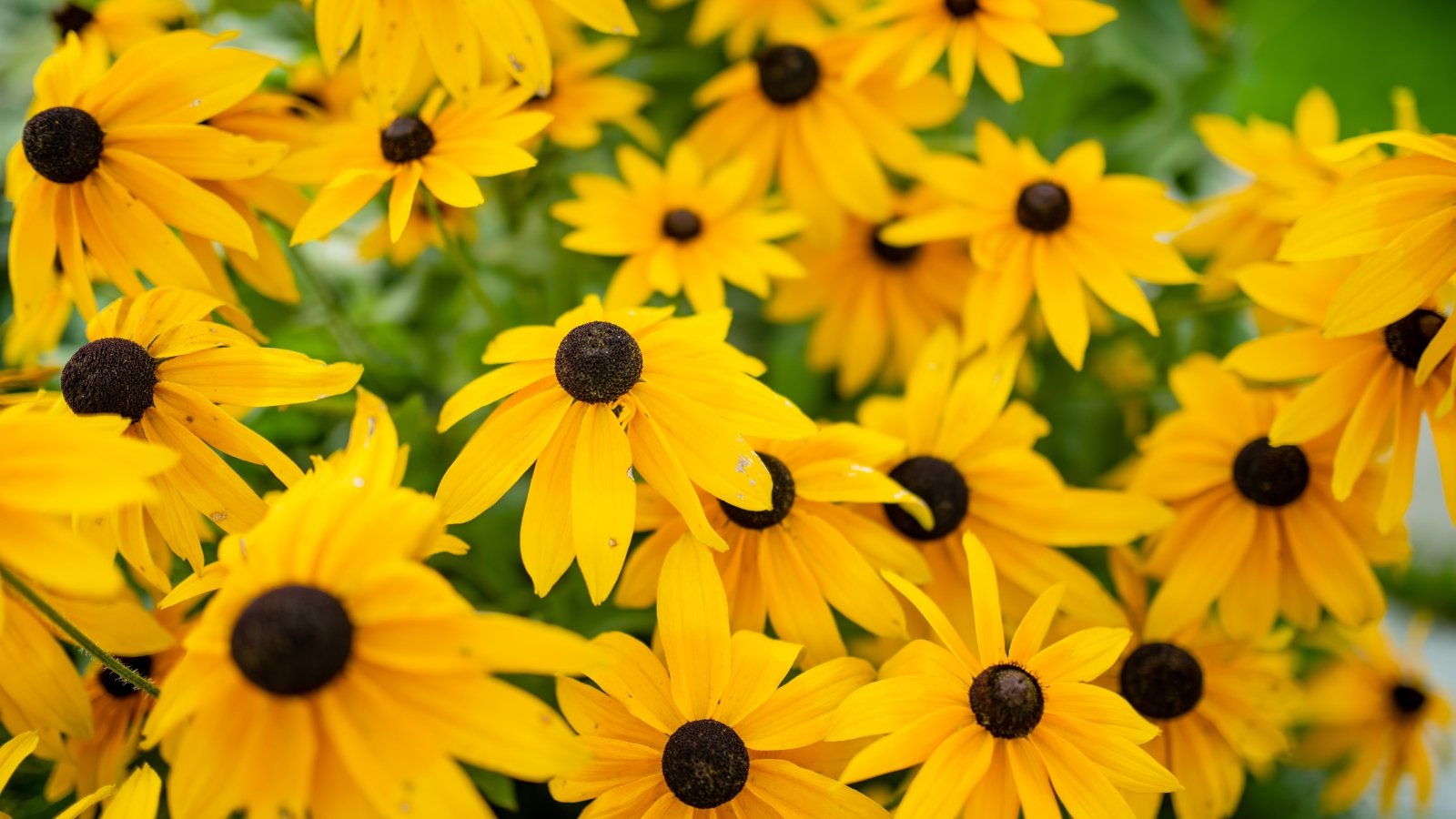 A cluster of vibrant yellow Rudbeckia with dark brown centers stands out against a lush green background.