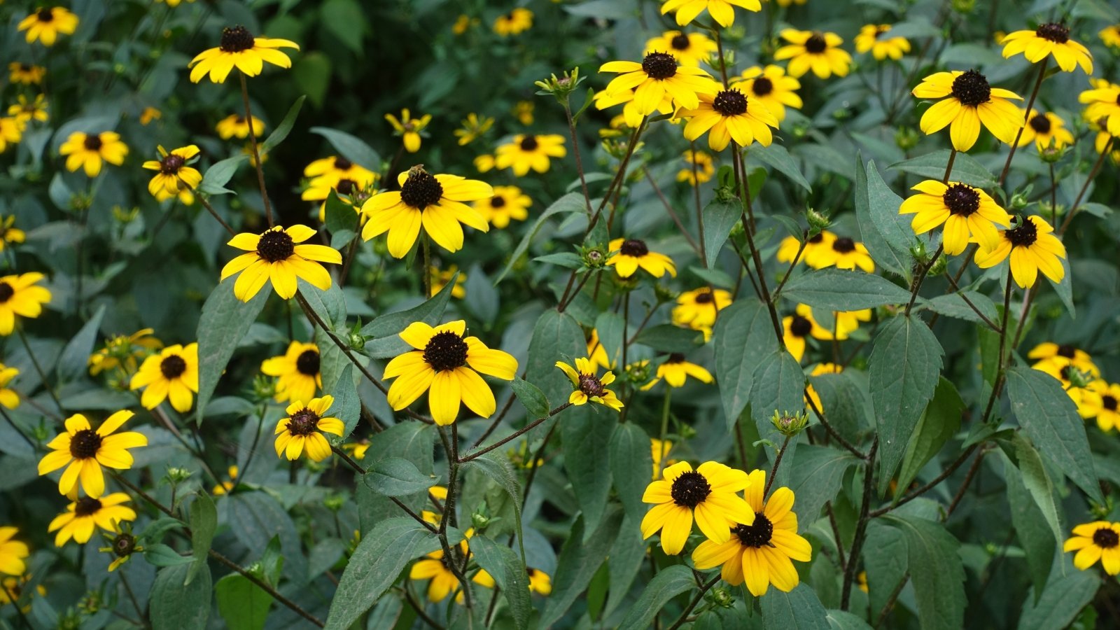 Yellow Rudbeckia triloba blossoms with dark centers sway in the summer breeze against a soft-focus backdrop of green leaves.