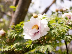 A cluster of large, delicate pink blooms nestled among lush green leaves, bathed in soft sunlight in a serene garden setting.