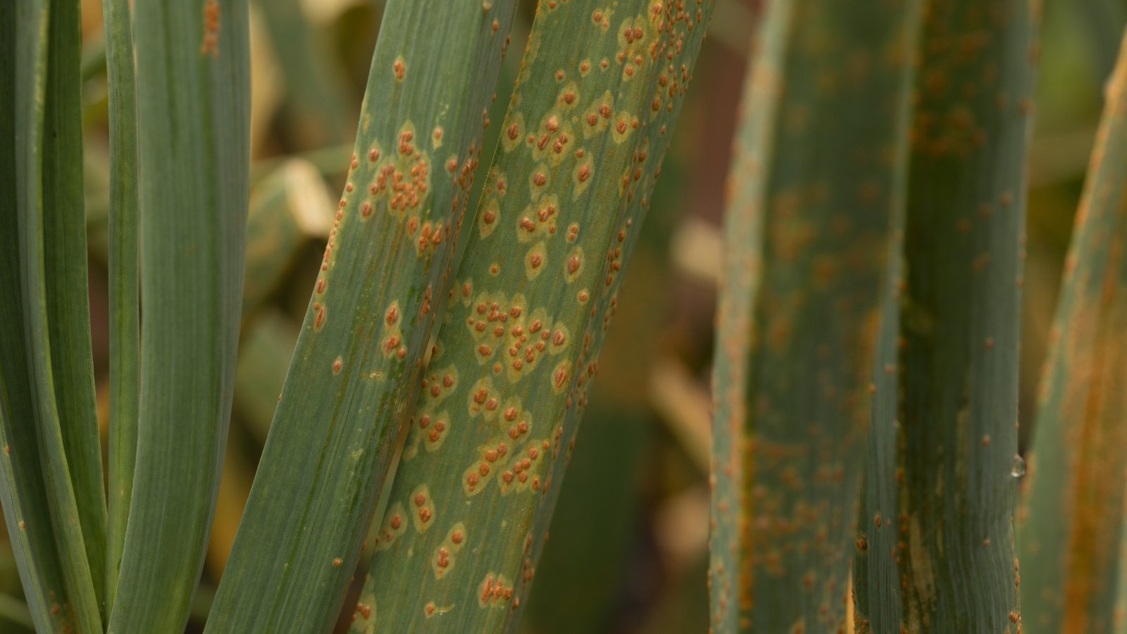 Close up of small brown spots of rust forming on Allium sativum leaves.