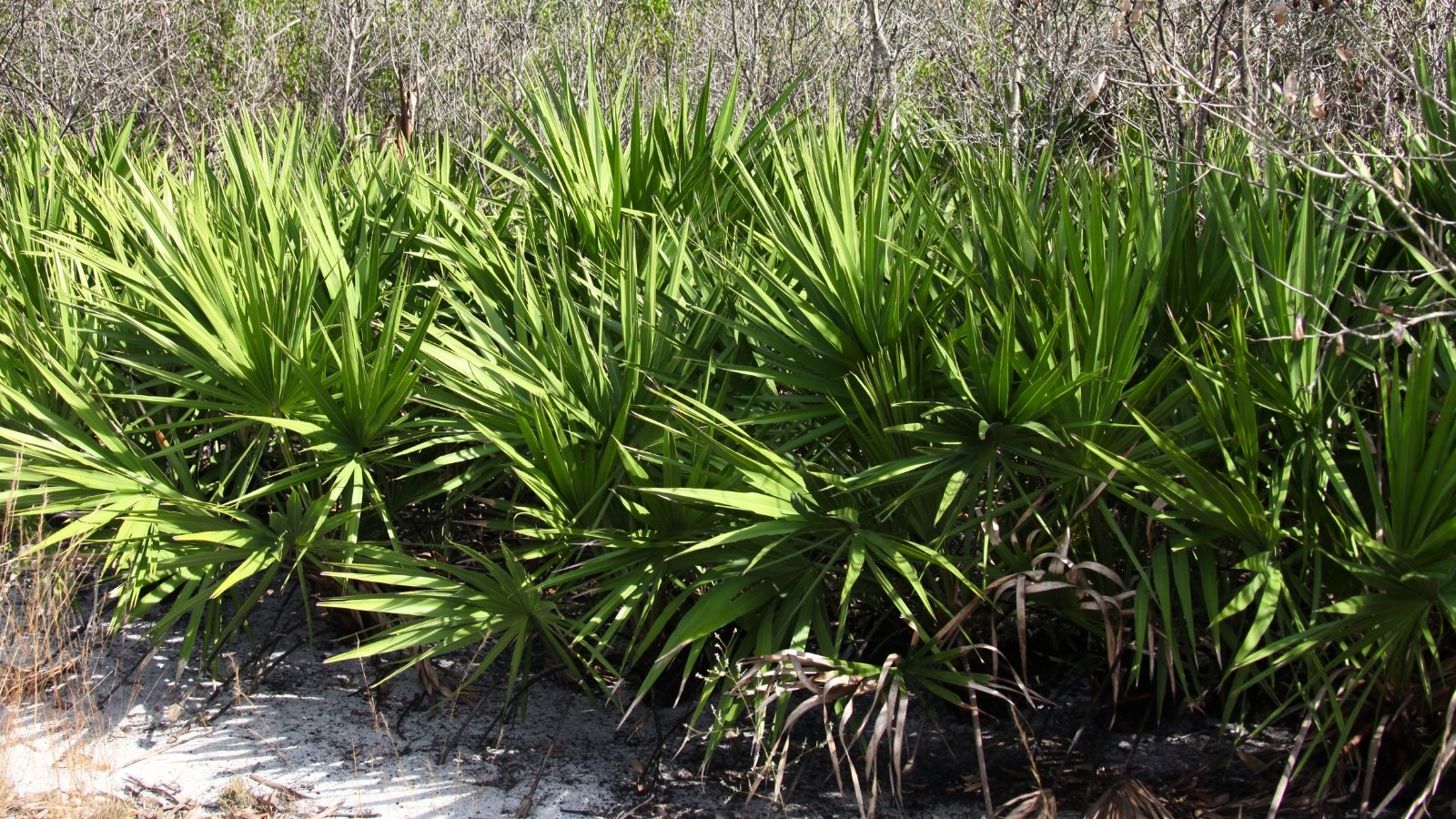 Fan-shaped, costapalmate leaves with blue-green hues characterize this short, stout palm.