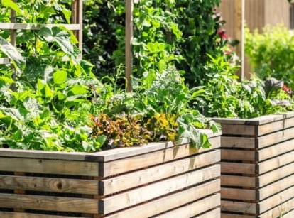 Two tall wooden raised beds filled with a variety of salad crops, including cucumbers, tomatoes, lettuce, and radishes, thriving in a sunny garden.