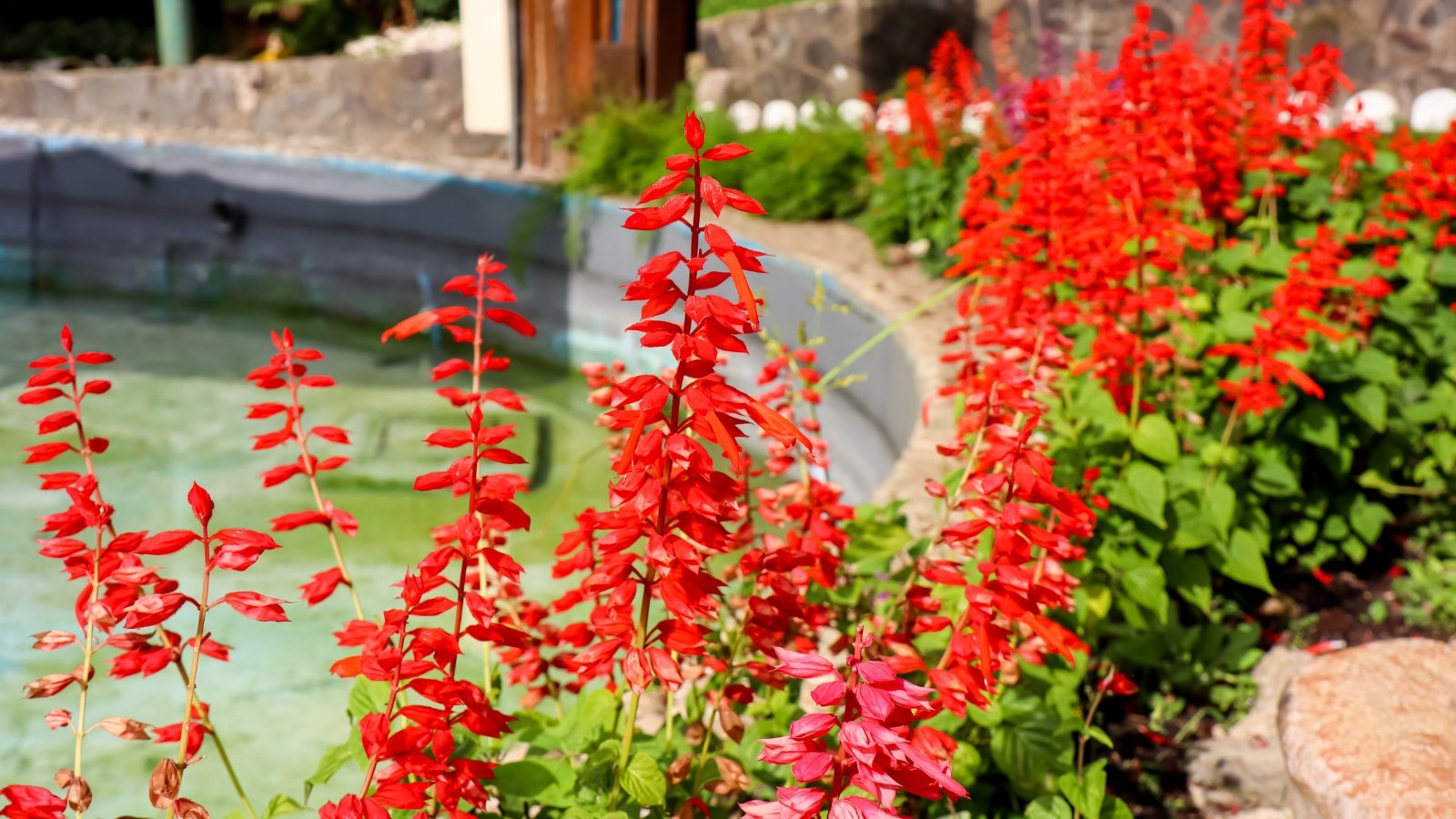 Bright red Scarlet Salvia flowers with spiked blooms rise above green foliage against a blurred garden background.