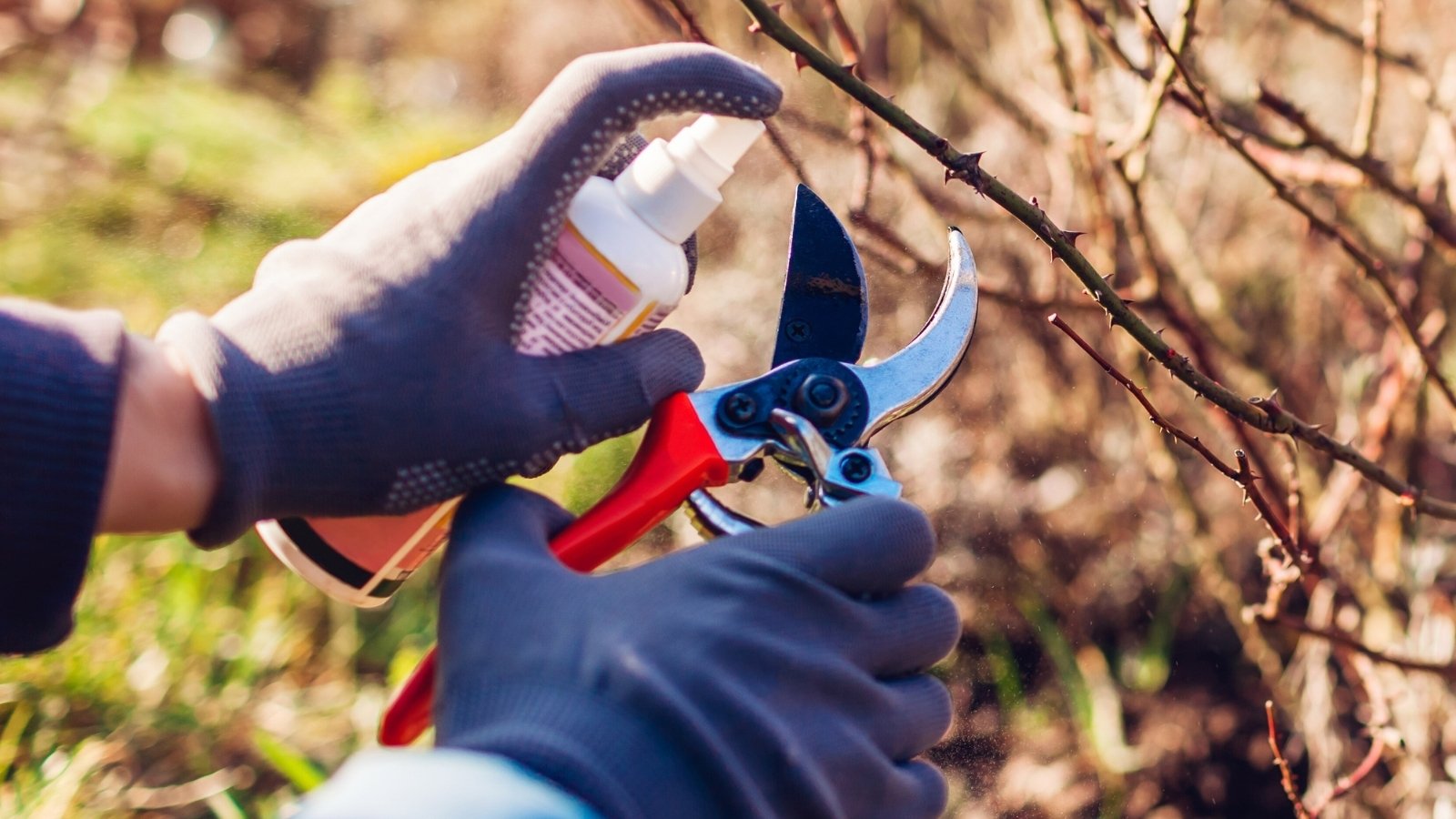 Close-up of a gardener's hands in gray gloves spraying red secateurs with sanitizer to remove germs before pruning roses.