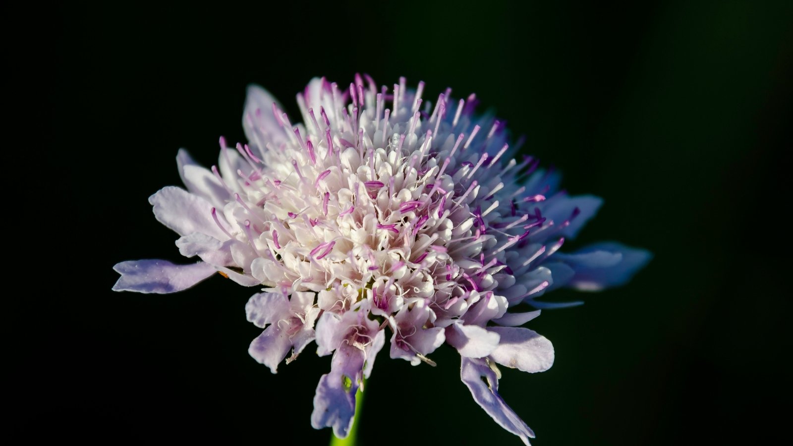 Deep burgundy Scabiosa atropurpurea flowers, each with intricate petal formations, stand tall against a soft green background.