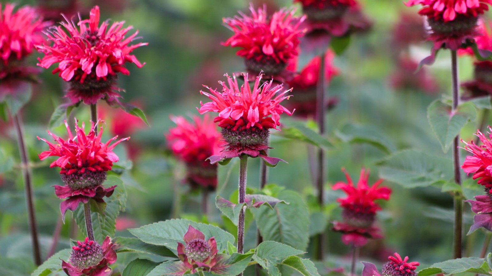 Fuchsia pink monarda blooms tower gracefully on slender purple stems, casting a striking contrast against lush green leaves below.