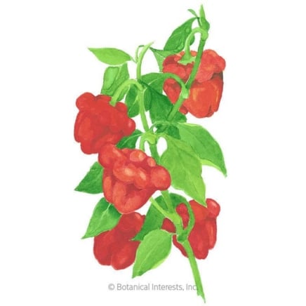 Scotch Bonnet Chile Pepper Seeds