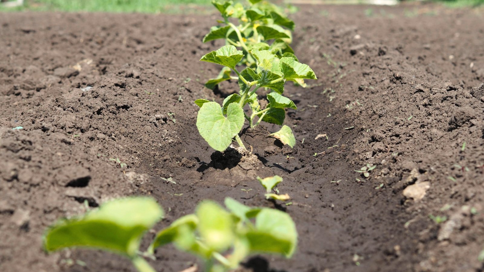 A moist garden bed with young seedlings having delicate, hairy stems and broad, heart-shaped leaves with a vibrant green hue.