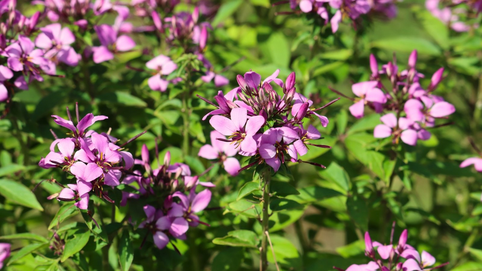 This variety showcases spineless stems, dark green foliage, and large, lavender-pink flowers with prominent stamens that give a refined, airy look.
