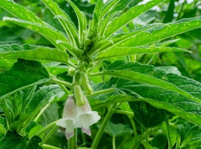 Healthy sesame plant with vivid green textured leaves and white bell-like flowers