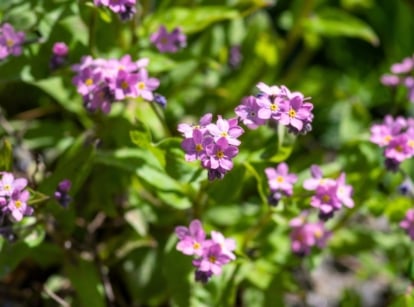 This short perennial Myosotis sylvatica ‘Victoria Pink’, ideal for the front of a border, features clusters of delicate, pale pink, five-petaled flowers that bloom atop short stems, with soft, narrow green leaves covered in fine hairs.