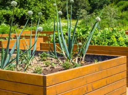 The wooden raised beds are filled with a variety of short-season plants, including tall garlic stalks, bushy tomato plants, trailing cucumber vines, and leafy beet greens.