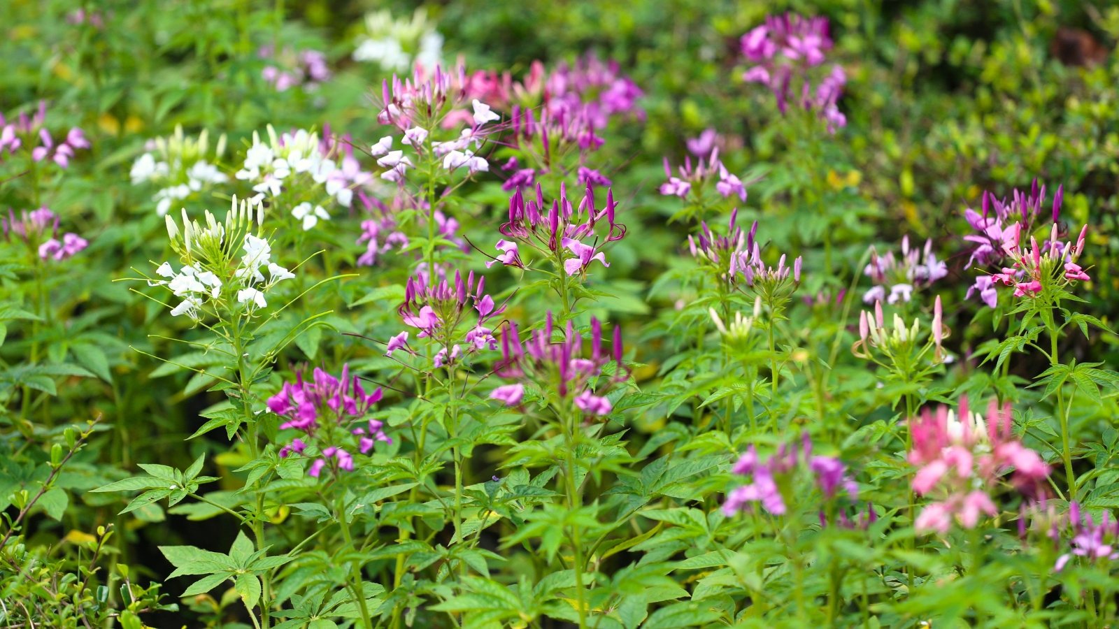 The plant showcases elongated, spiny stems, bright green leaves that are divided into several narrow leaflets, and distinctive, wispy flowers that range in color from white to deep pink.
