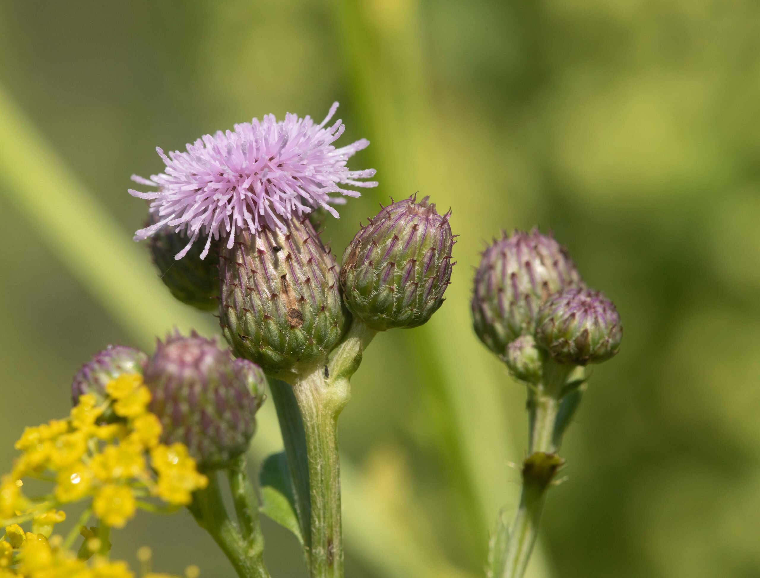 Close up of thistle flower that resembles artichoke