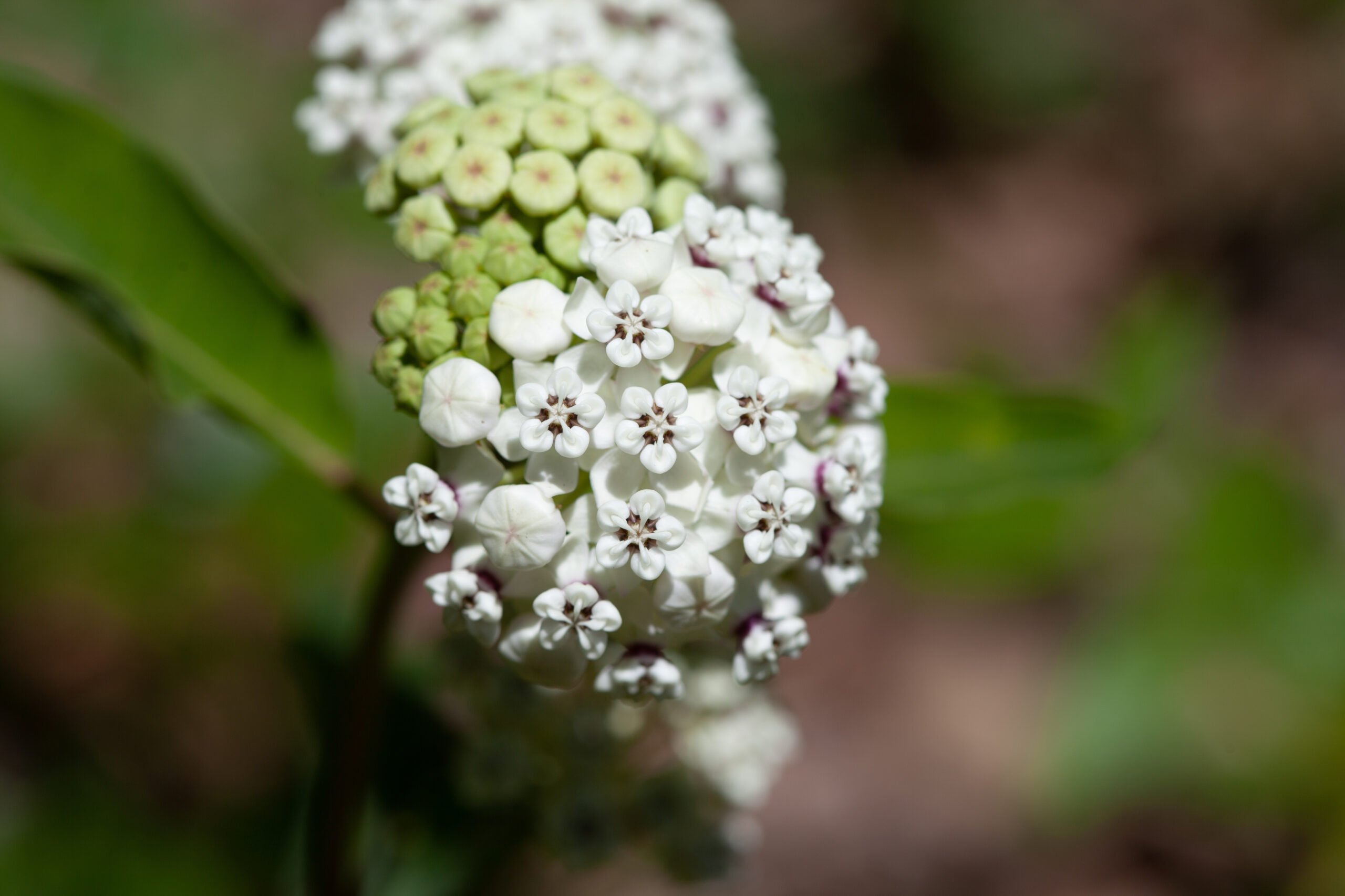 Tiny florets of dwarf milkweed are white when open and green when the buds are closed