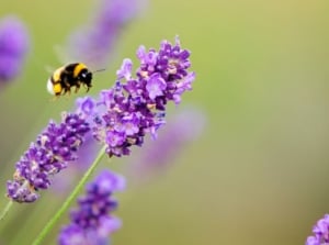 A small bee about to land on a sprig of violet lavender.