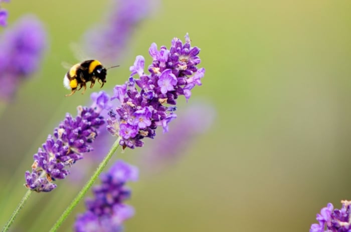 A small bee about to land on a sprig of violet lavender.