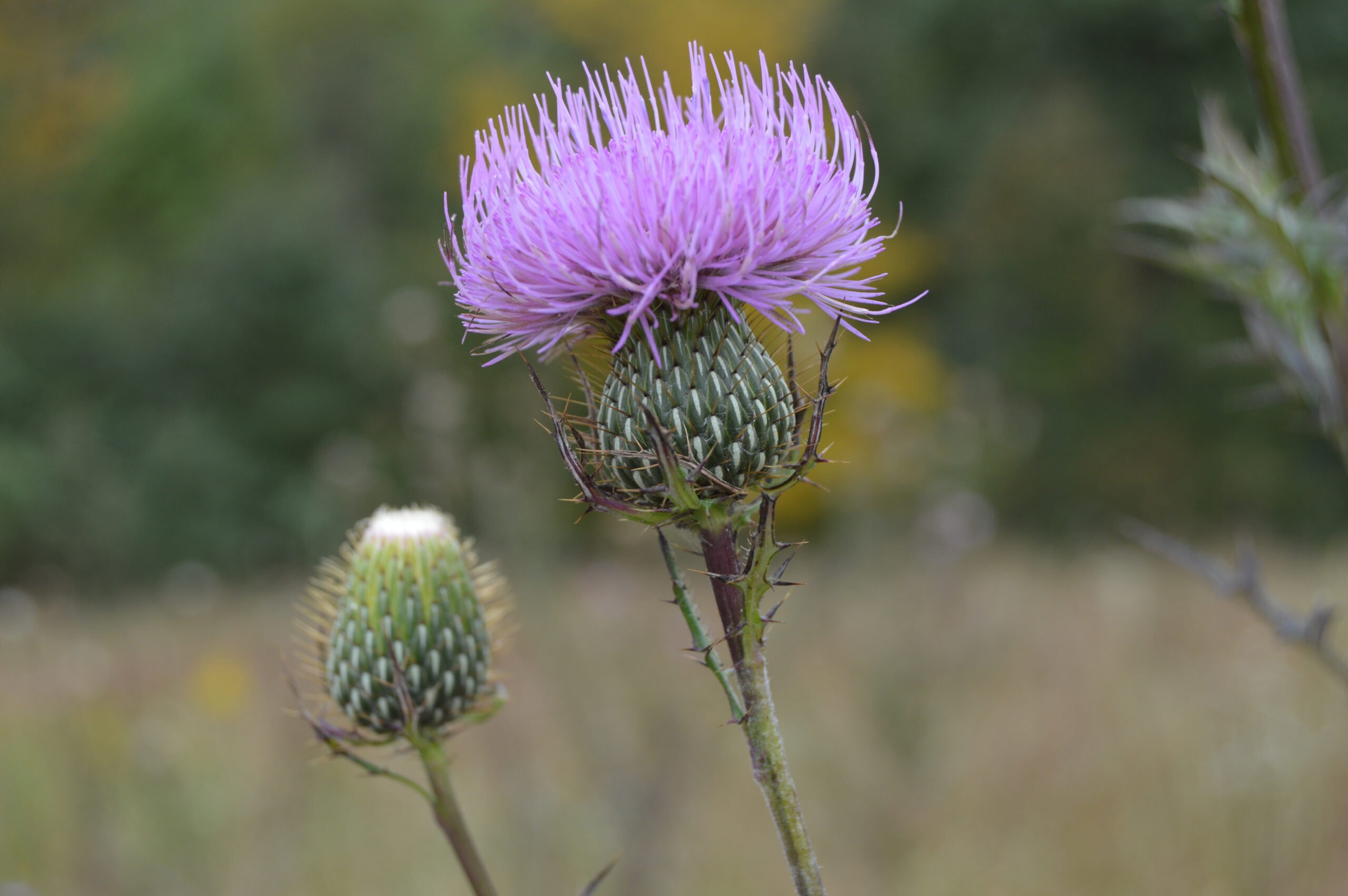 Close up of thistle flower with bright purple spiky top