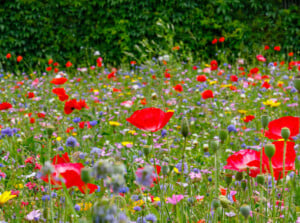 A meadow full of colorful blooms beckons diverse pollinators.