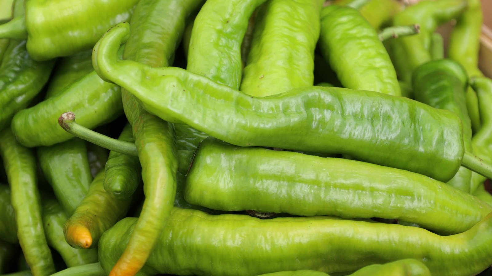 A pile of long, slightly twisted green sweet peppers , harvested and ready to dry or eat.