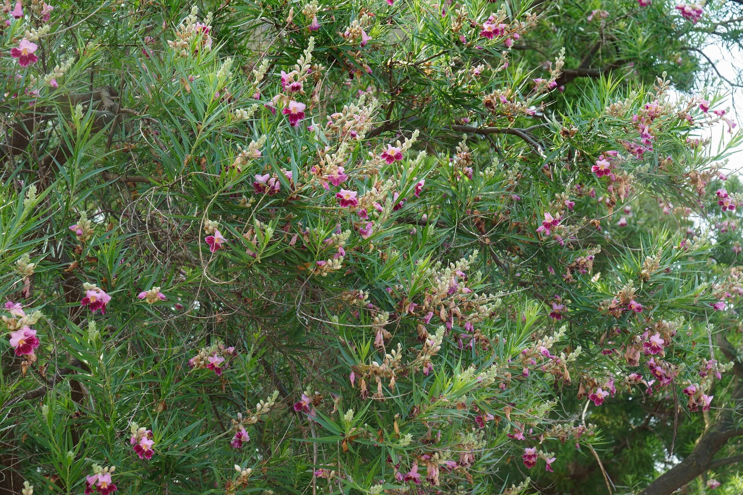 Legume-shaped purple blossoms emerging from dense thicket of a desert tree