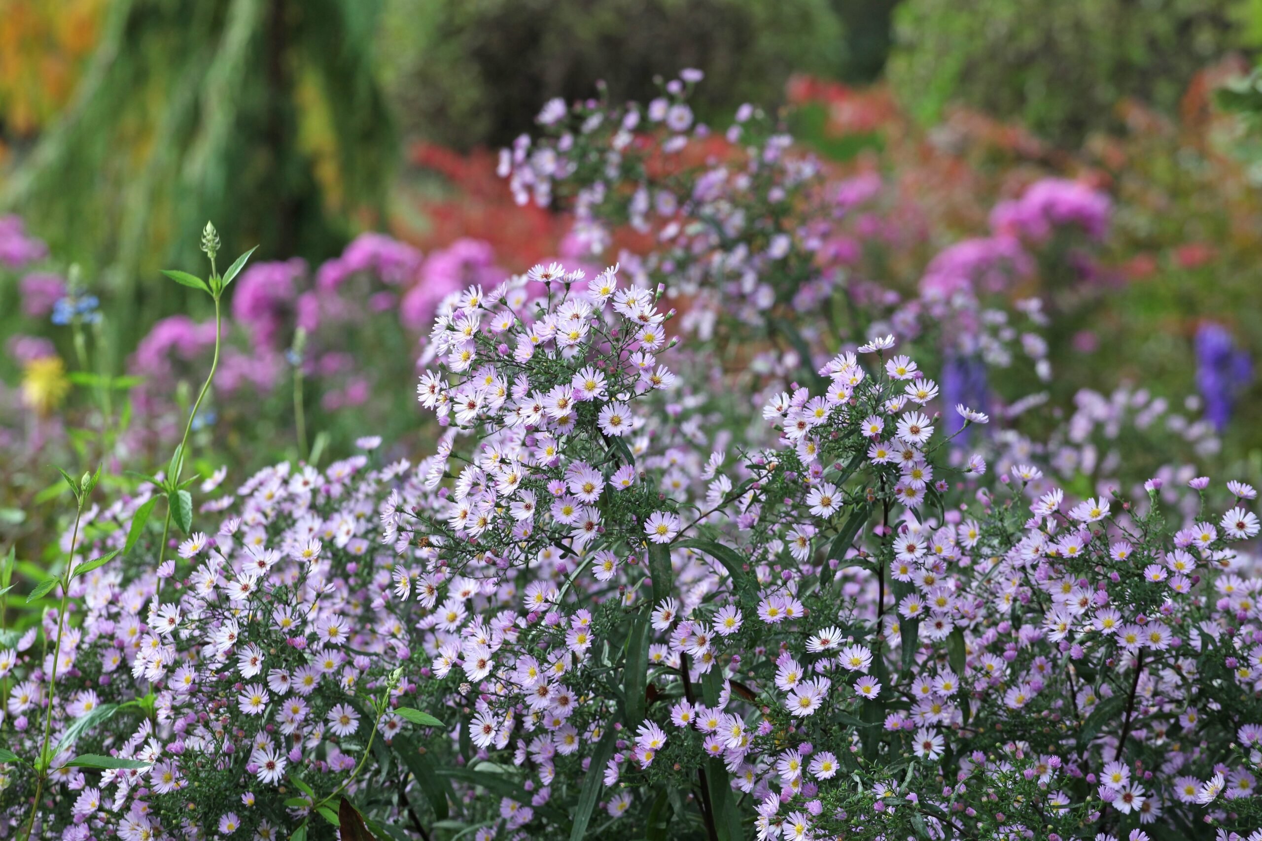 Small purplish-pink daisy-shaped flowers amidst low-growing folige